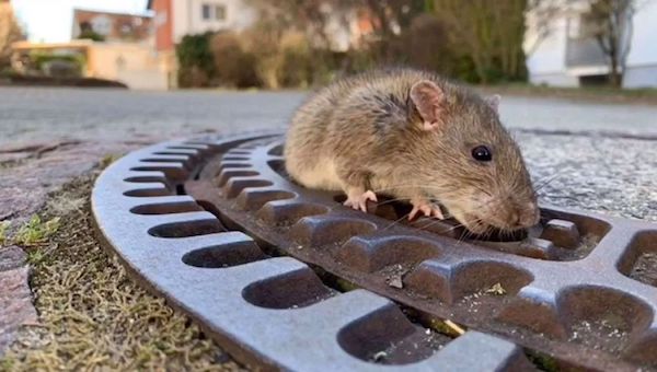 Ce rat énorme est coincé dans une canalisation, il pensait que personne ne l’aiderait