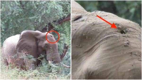 Cet éléphant tente d’attirer l’attention des vétérinaires, puis ils découvrent l’inimaginable