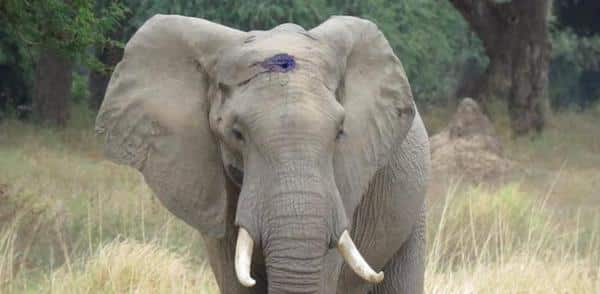 Cet éléphant tente d’attirer l’attention des vétérinaires, puis ils découvrent l’inimaginable