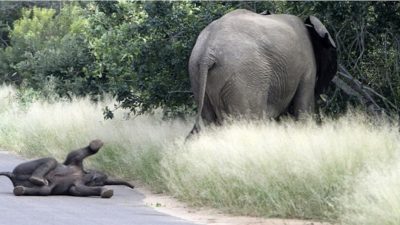 Cet éléphanteau pique une crise de colère en plein milieu de la route, une scène hilarante