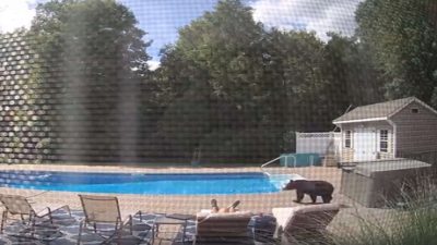Cet ours s’introduit chez lui pour boire l’eau de la piscine durant sa sieste, il a eu la peur de sa vie