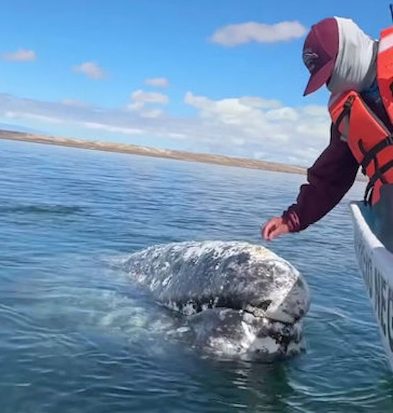 Cette baleine s’approche d’un bateau pour une raison inimaginable, des images incroyables