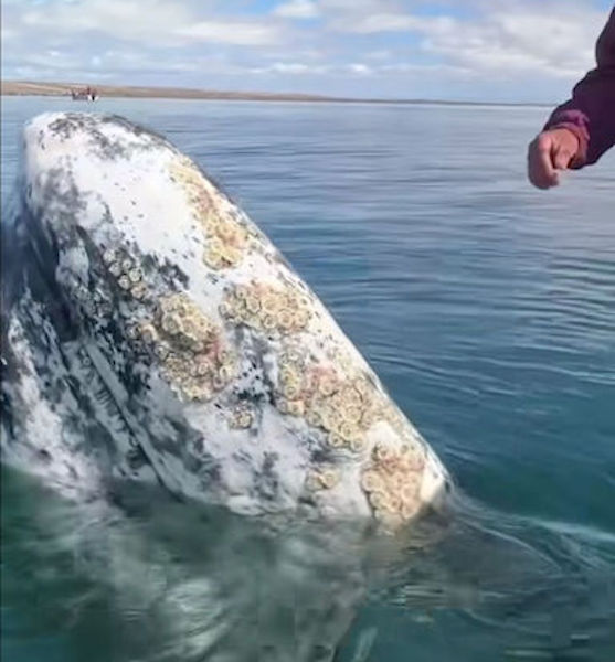 Cette baleine s’approche d’un bateau pour une raison inimaginable, des images incroyables