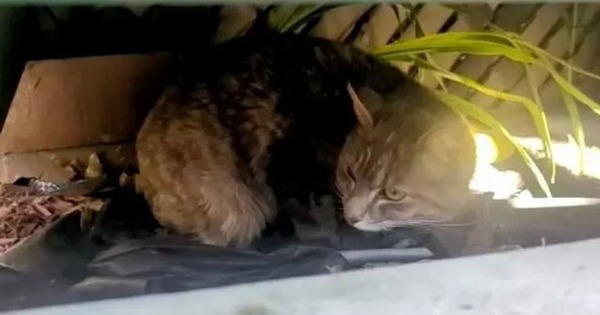 Cette chatte errante protège ses chatons de la pluie, sa vie va basculer