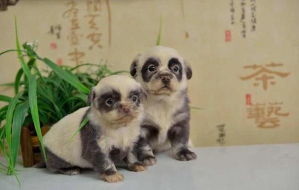 Cette chienne donne naissance à des chiots qui ressemblent à des pandas, incroyable