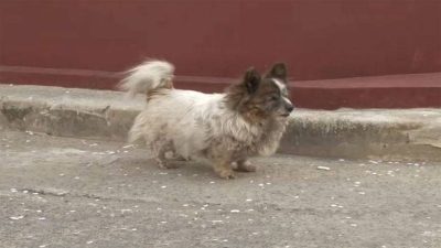 Cette chienne presque aveugle attend sa famille depuis 10 ans là où ils l'ont abandonnée