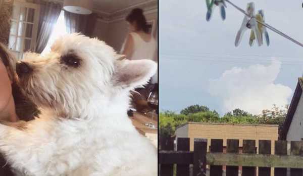 Cette femme en deuil voit le visage de son chien dans le ciel quelques heures après sa mort