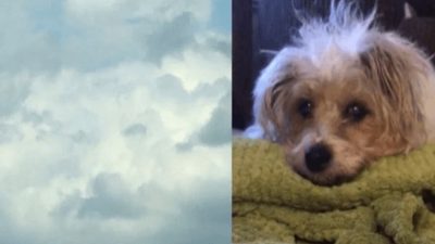 Cette femme en deuil voit le visage de son chien dans le ciel quelques heures après sa mort