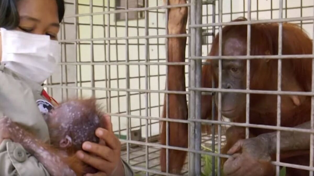 Cette mère orang-outan retrouve enfin son petit kidnappé, sa réaction déchirante