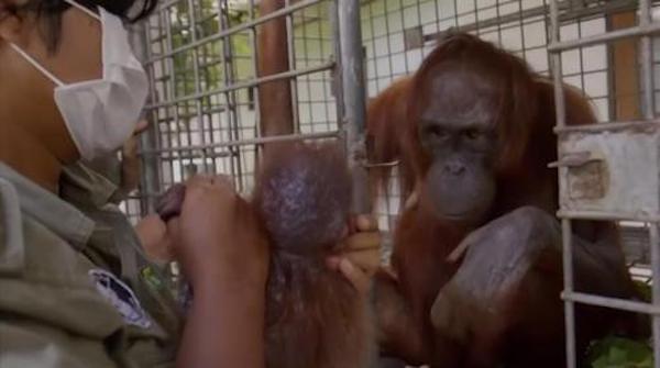 Cette mère orang-outan retrouve enfin son petit kidnappé, sa réaction déchirante