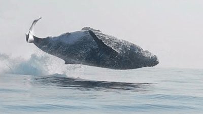 Cette rare photo d'une baleine de 40 tonnes qui fait un saut hors de l'eau va vous surprendre