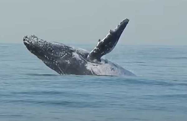 Cette rare photo d'une baleine de 40 tonnes qui fait un saut hors de l'eau va vous surprendre
