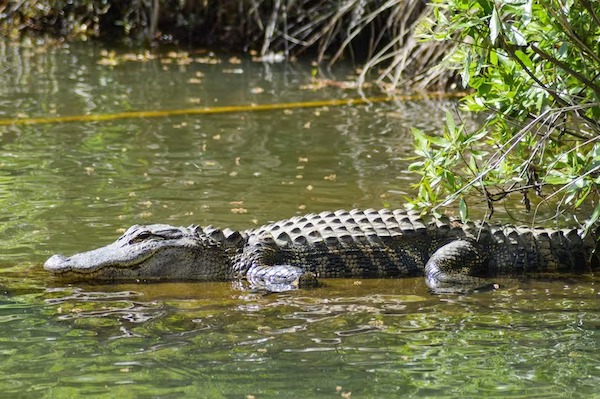 Cette technique ingénieuse a sauvé un homme de l'attaque d'un crocodile de 4,5 mètres