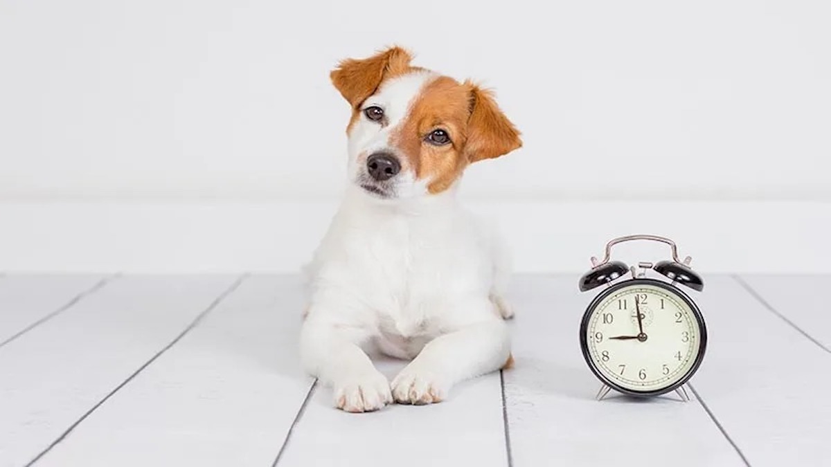 7 choses que vous faites sans savoir qui diminue l’espérance de vie de votre chien