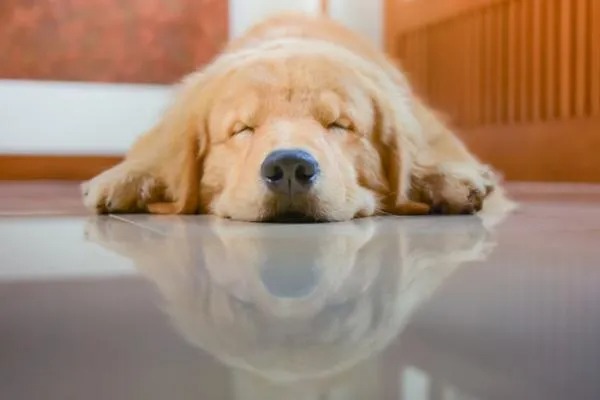 Combien de temps dort un chien par jour ? Tout savoir sur leurs habitudes de sommeil