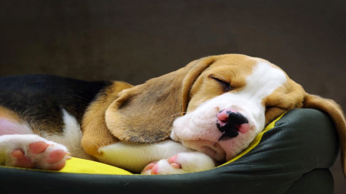 Combien de temps dort un chien par jour ? Tout savoir sur leurs habitudes de sommeil