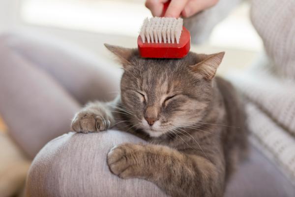 Comment éviter les problèmes dûs aux boules de poils de votre chat