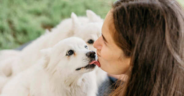 Comment les chiens savent-ils que nous les aimons ? La réponse d'un expert