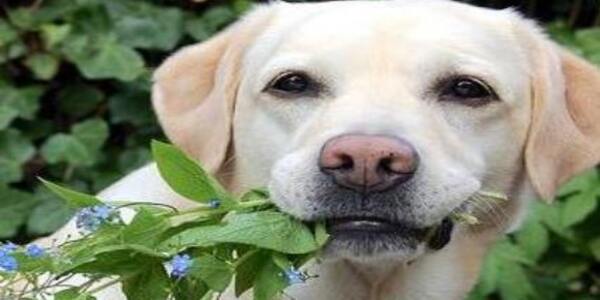 Comment prévenir l'empoisonnement des chiens et des chats par les plantes ? Les conseils à suivre