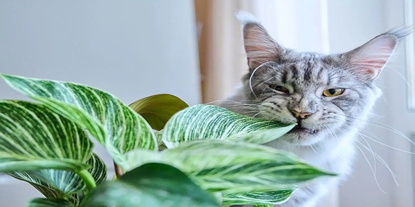 Comment prévenir l'empoisonnement des chiens et des chats par les plantes ? Les conseils à suivre