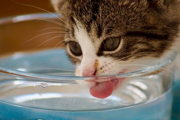 Comment savoir si votre chat boit suffisamment et s'il n'est pas déshydraté