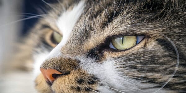 Tout savoir sur les capacités sensorielles impressionnantes des chats