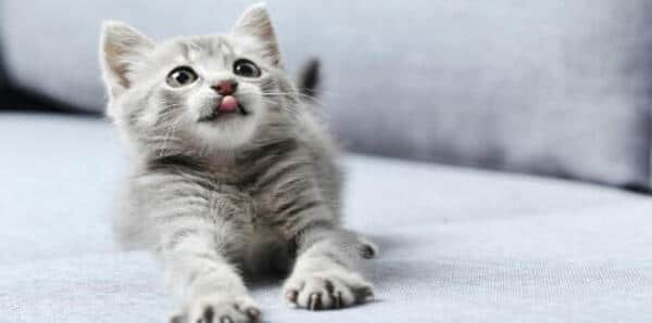 Tout savoir sur les capacités sensorielles impressionnantes des chats