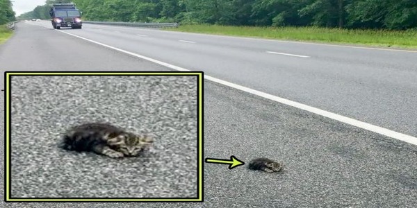 Cette conductrice n'a pas hésité à être verbalisée pour sauver un jeune chat blessé sur la route