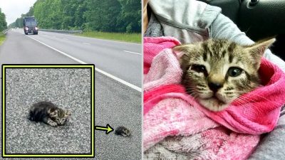 Cette conductrice n'a pas hésité à être verbalisée pour sauver un chaton blessé sur la route