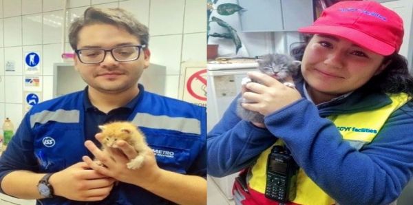 Des employés sauvent 2 chatons abandonnés dans un métro, leur vie va changer radicalement