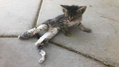 Des enfants trouvent une pauvre petite chatte avec les pattes apparemment cassées et font tout pour la sauver
