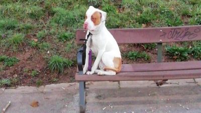 Elle abandonne son chien dans un parc, son excuse insolite met tout le monde en rage