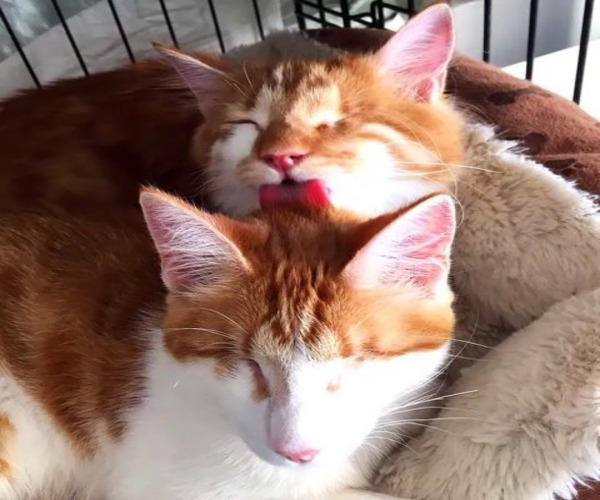 Ces 2 chats jumeaux errants et aveugles sont inséparables, leur vie va changer. pour toujours