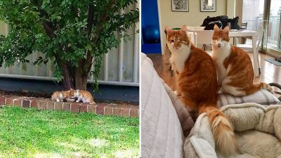 Ces 2 chats jumeaux errants et aveugles sont inséparables, leur vie va changer pour toujours