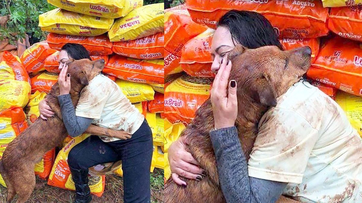 Elle donne de la nourriture à un refuge, l’un des chiens a une réaction émouvante