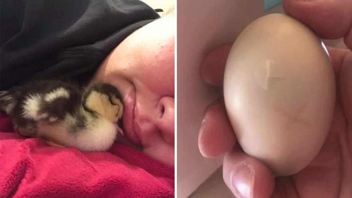 Elle sauve un œuf cassé et avec l’aide de sa chaleur, un animal naît 35 jours plus tard