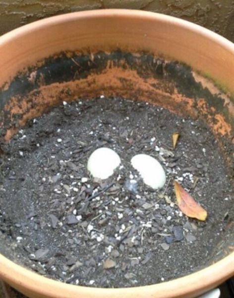 Elle trouve des œufs dans un pot de fleurs, un miracle inédit se produit