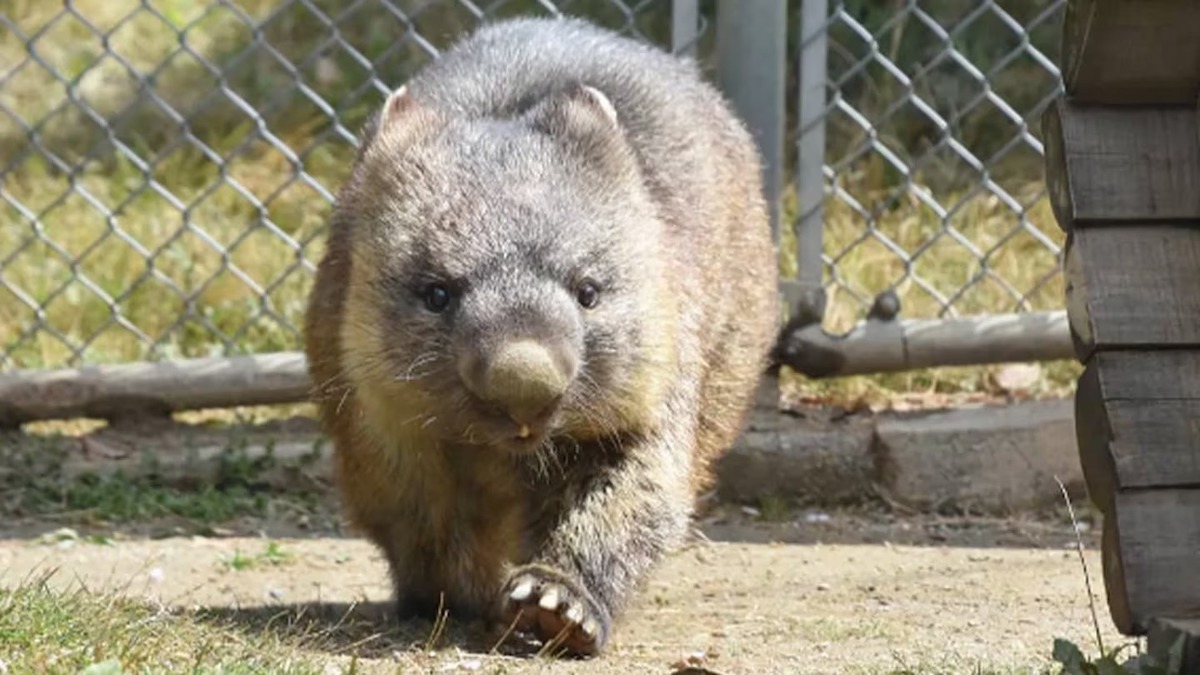 Le marsupial le plus âgé au monde: son secret pour être le plus vieux de son espèce de tous les temps