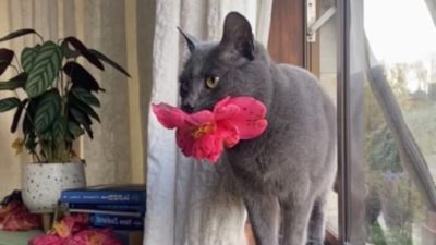 Fiddy, le chat romantique de Nouvelle-Zélande qui remplit de fleurs la vie de son maître