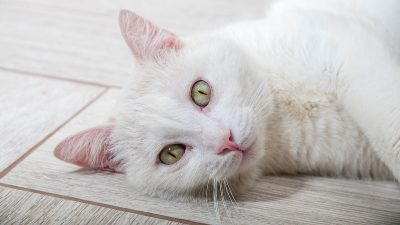 10 signes révélateurs à absolument connaître que votre chat pourrait avoir un cancer