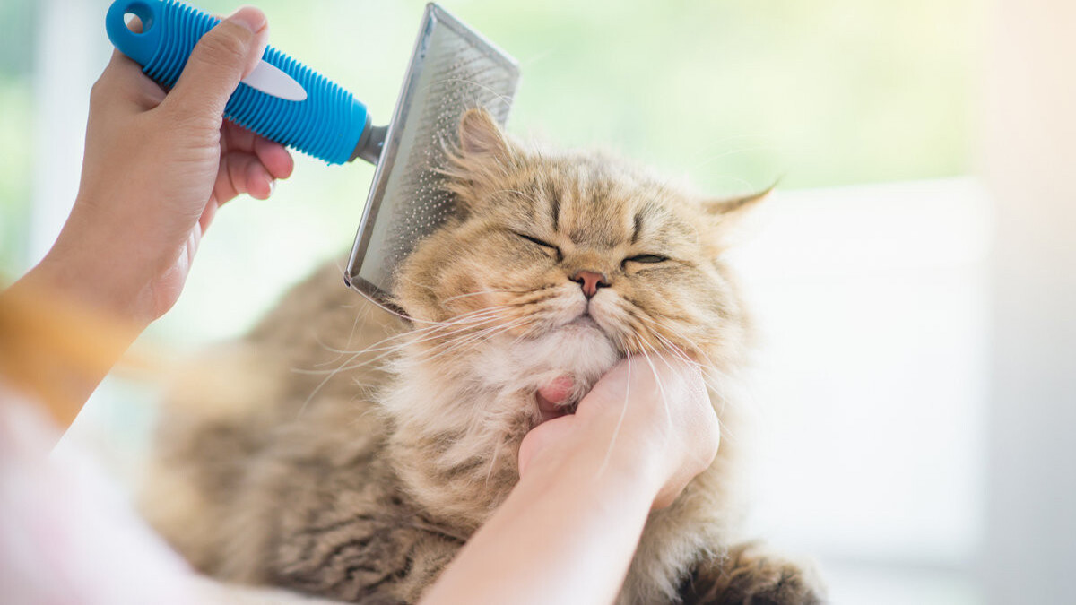 L'astuce infaillible pour démêler facilement les poils de votre chat et prévenir les noeuds