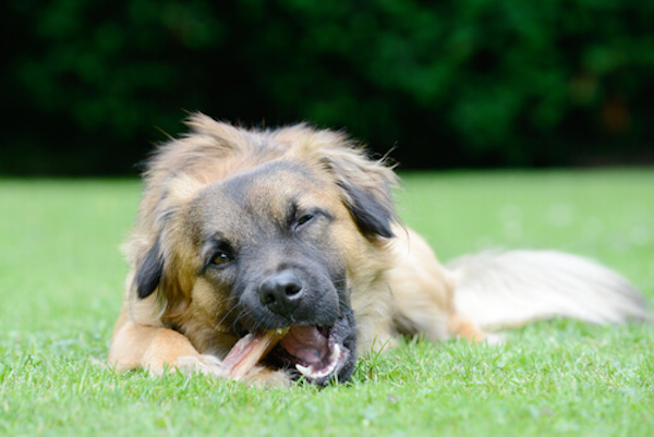 Les experts révèlent quels types d’os vous pouvez donner à votre chien sans risques