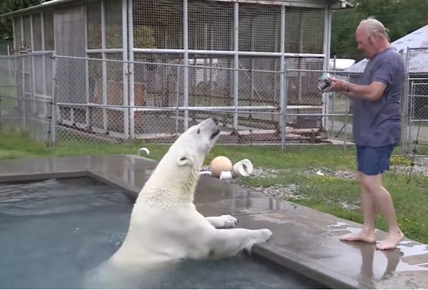 Il rencontre un ours polaire et se lie d’amitié, ils sont inséparables depuis plus de 20 ans