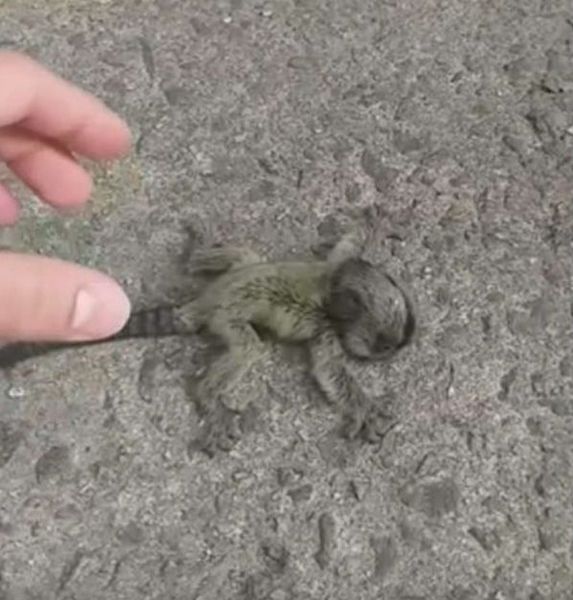 Il trouve un bébé animal gisant sur le sol, les retrouvailles avec sa mère sont déchirantes
