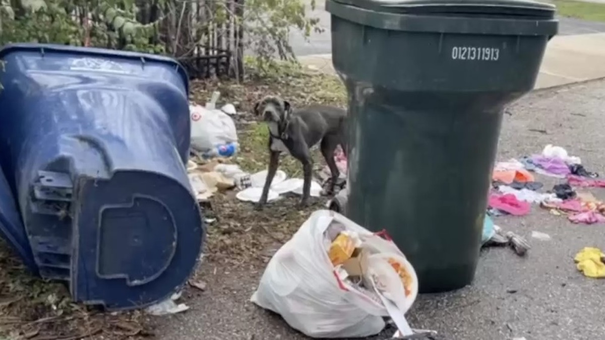 Ils découvrent un chien errant parmi les ordures, sa vie va changer pour toujours