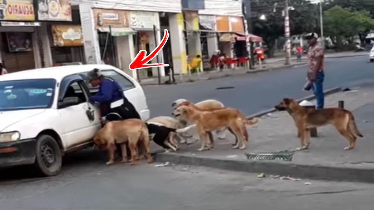 Ils filment une femme avec 8 chiens errants qu'elle a adoptés implorant de l'aide à un chauffeur de taxi