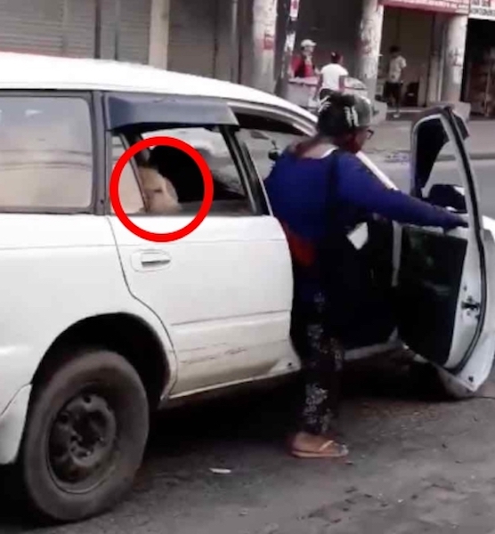 Ils filment une femme avec 8 chiens errants qu'elle a adoptés implorant de l'aide à un chauffeur de taxi