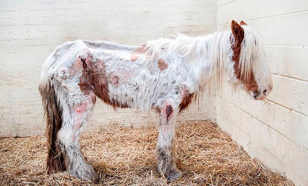 Ils sauvent un cheval au plus mal et au seuil de la mort, sa transformation est incroyable