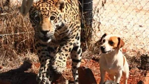 Ils tentent de séparer un jaguar dangereux et un chien sans défense, mais en vain