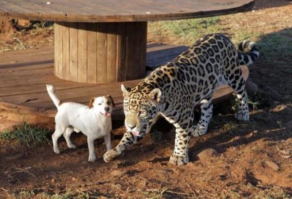 Ils tentent de séparer un jaguar dangereux et un chien sans défense, mais en vain